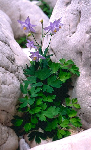 L′Aquilegia
