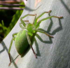 Il ragnetto verde